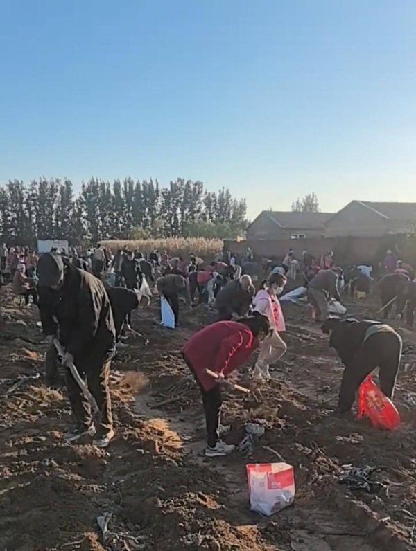 通联随配 数百人满地捡芋头场面堪比大片，网友：人生第一次捡芋头很新鲜很有趣，当地：需征求农户同意